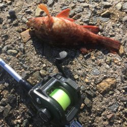 お昼まで穴釣り